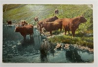 Antique RPPC Postmarked 1911 Cows by the River!