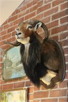 Mouflon Sheep Ram Taxidermy Mount