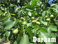 (100) Durham Bareroot Walnut Trees