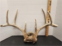 4x4 Deer antlers.See pics for measurements