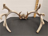 6x5 Deer antlers See pics for measurements