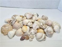 Lot of Beautiful Seashells
