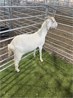 ARBY2602 WHITE DOE 104# P15