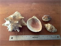 Assorted Shells