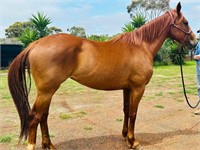 (VIC) TEMPEST - WB/CLYDIE X TB MARE