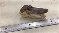 Crocodile head