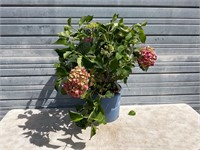 Summer Crush Hydrangea Plant