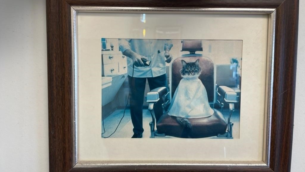 Cat getting hair cut picture framed