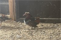 Male- Mandarin Duck- 2023 hatch