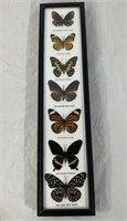 Nice Framed Butterfly Collection