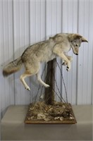 Full Body Coyote Mount, Mounted on Fence Post w/