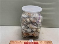 GREAT LARGE LOT OF SEA SHELLS COLLECTION