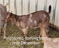 Tricolored Nubian Doeling, born mid December