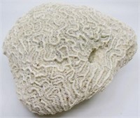 8"x8"x4" Fossilized Brain Coral