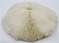 6" Mushroom Coral