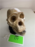 Ape Skull