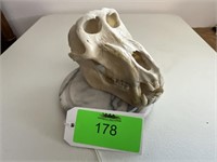 Baboon Skull