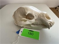 American Black Bear Skull