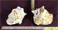 2 Large Conch Sea Shells