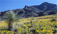 Explore Luna County, New Mexico!