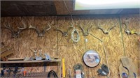 6 wall mounted deer antlers