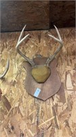 Wall mounted deer antlers