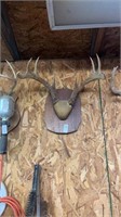 Wall mounted deer antlers