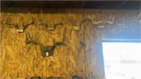 6 wall mounted deer antlers
