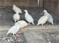 5 Unsexed-White Chuckar Partridge Chicks