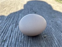 Hatching Egg-Silver Pied Peafowl