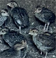 10 Unsexed-Bobwhite Quail Chicks