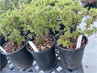 3 Lots /1ea 1 Gal Mandarin Tango Potentilla