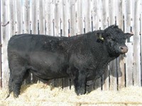 Purebred Black Charolais Bull