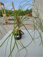 Small Ponytail Palm