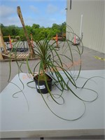 Small Ponytail Palm