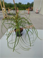 Small Ponytail Palm