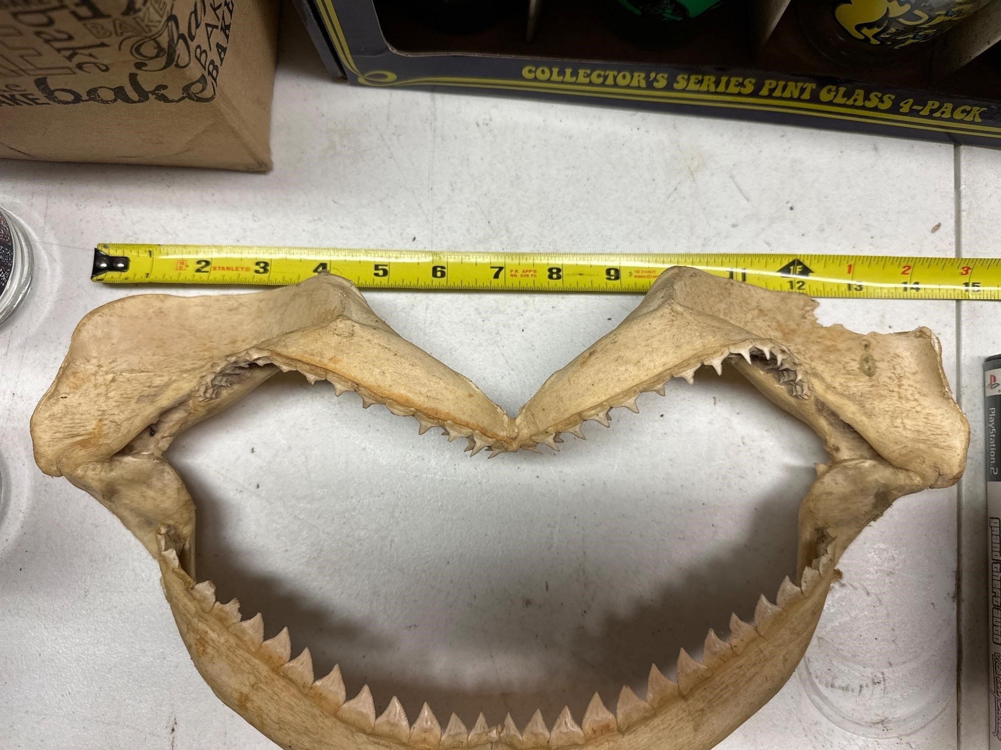 Shark Jaw