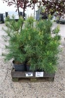 12 WHITE PINE TREES - APPROX. 3' TO 4'
