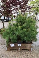 9 WHITE PINE TREES - APPROX. 3' TO 4'