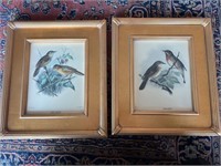 Framed fantail warbler & subalpine warbler