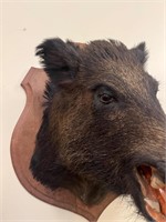 Fine Mounted Boars Head on an Oak Shield (55 cm W