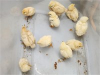 10 Baby Chicks -Future Egg Layers Rhode Island Red
