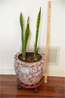 PORCELAIN PLANTER W/SNAKE PLANTS