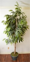 FICUS TREE