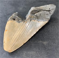 5" Partial megalodon's shark's tooth