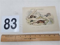 1800's lithograph animal engravings