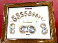 Framed Lifespan of Cultured Pearls