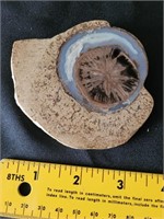 Petrified natural stone fossil geode sand dollar?