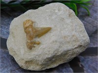 SHARK TOOTH IN MATRIX ROCK STONE LAPIDARY SPECIMEN