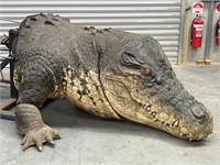 Extremely Large Life Like Rubber Crocodile With